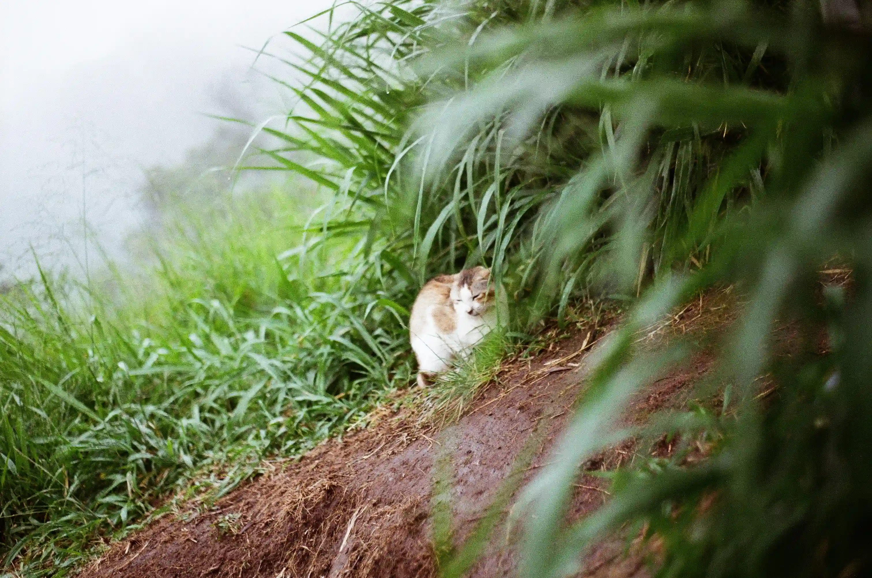 Cats