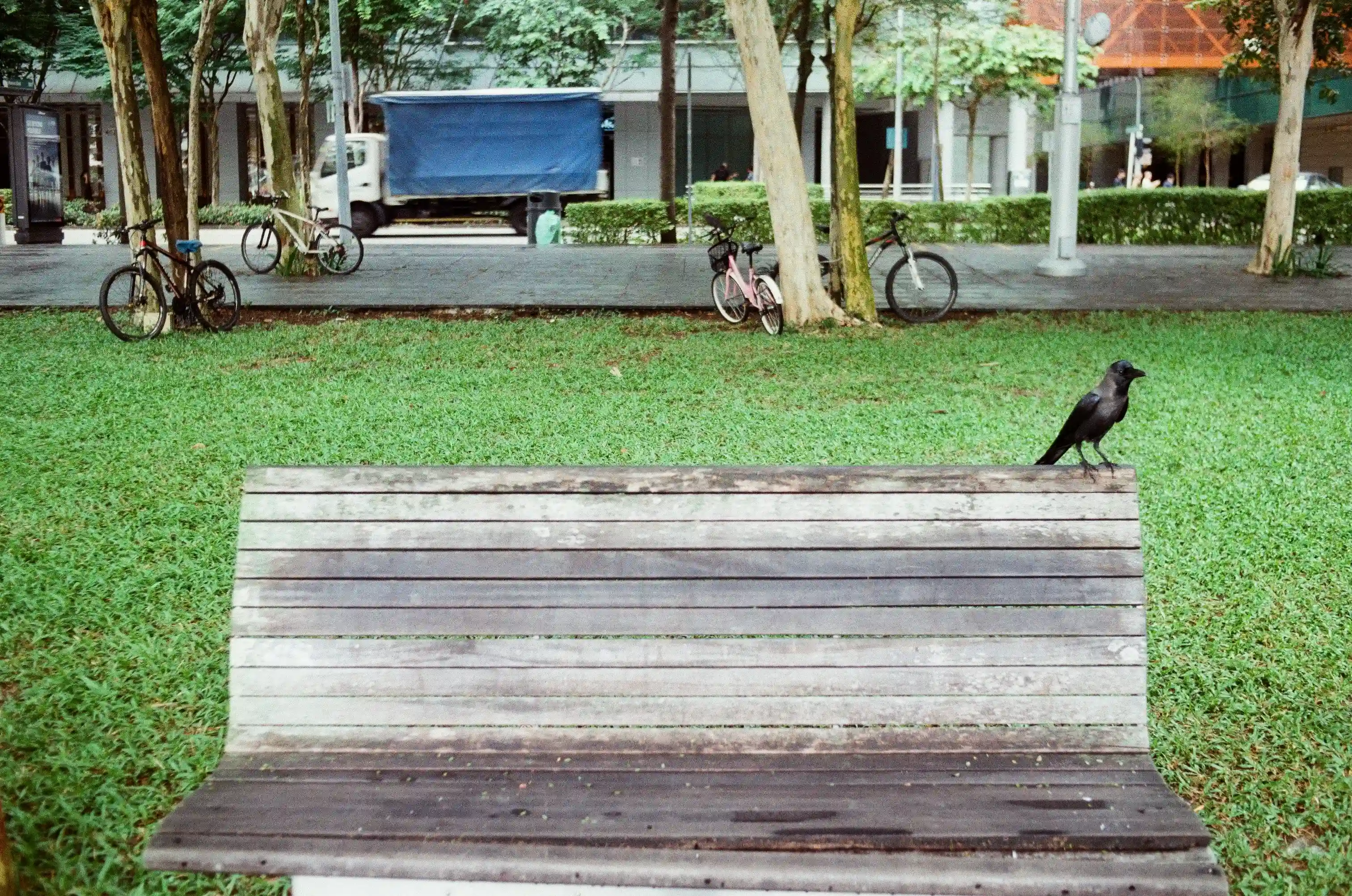 Crow