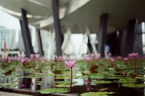Lotus