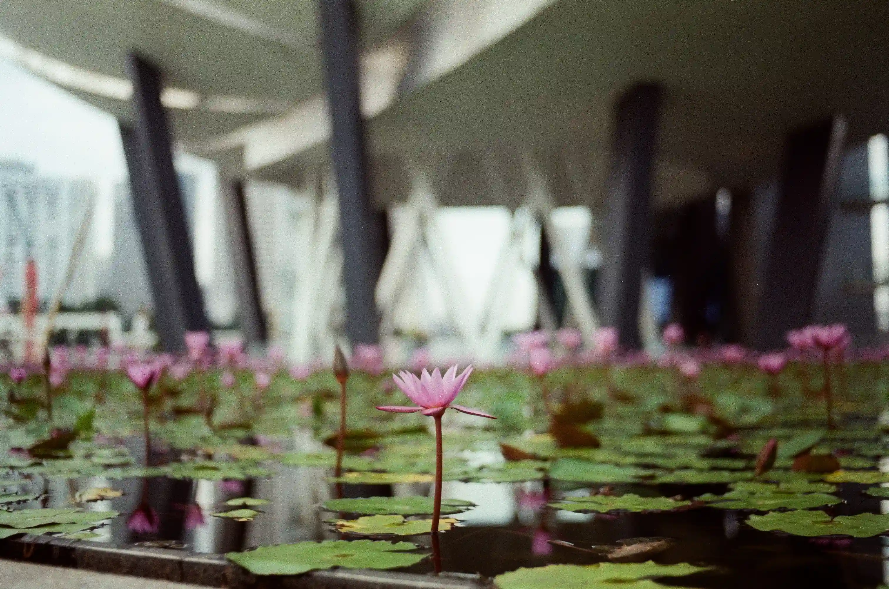Lotus