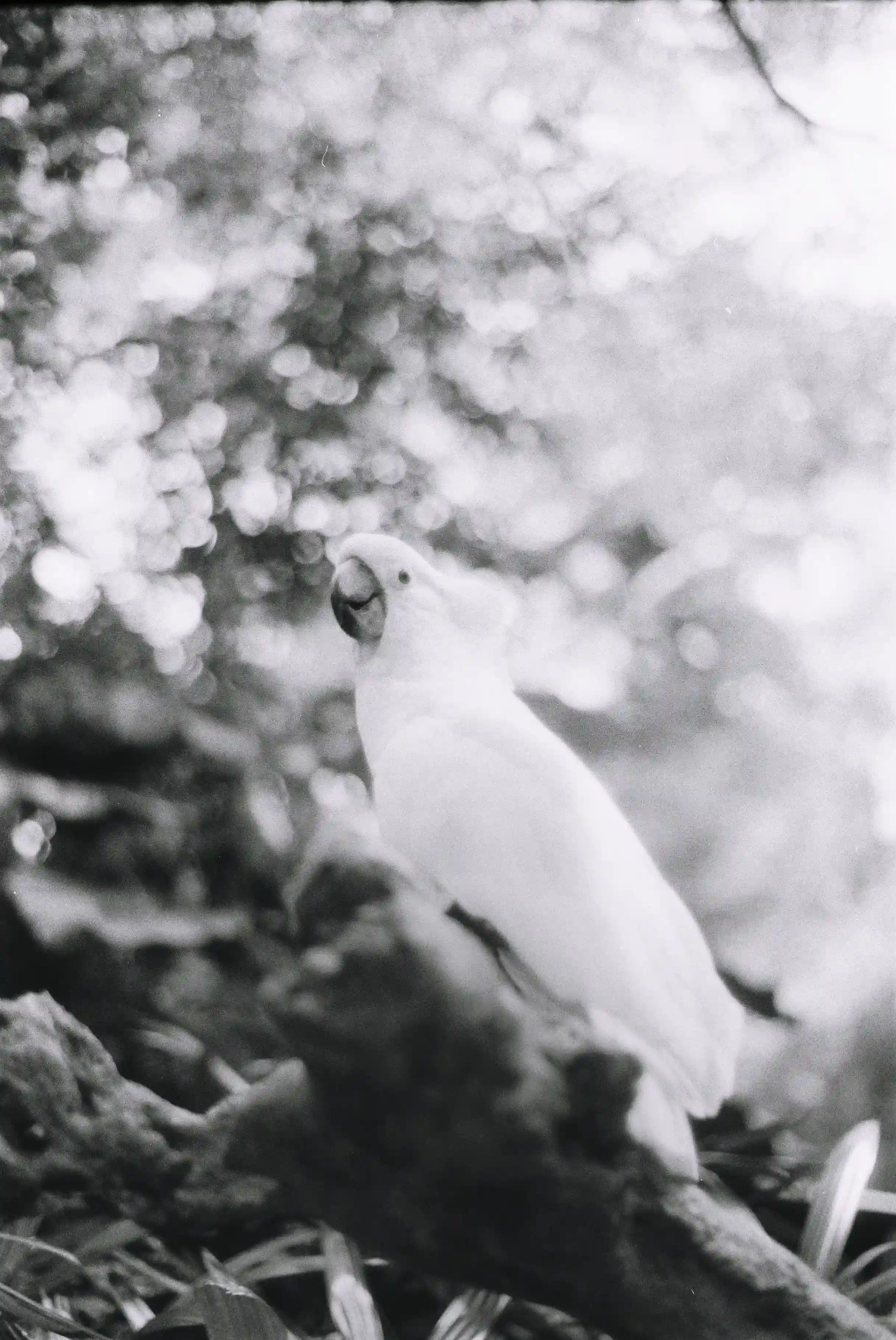 Parrot