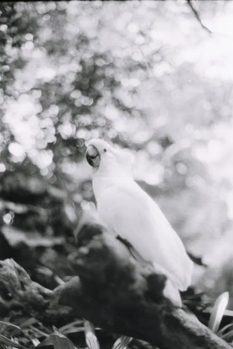 Parrot