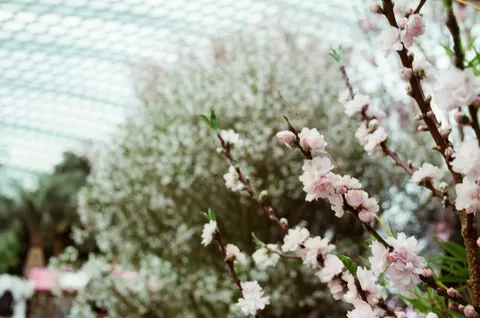 Sakura