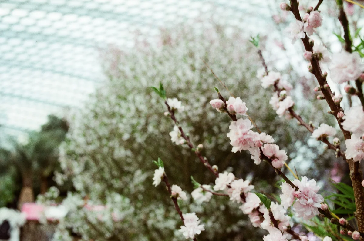 An overexposed frame: cherry blossoms in sharp focus against a background that has blown out to solid white